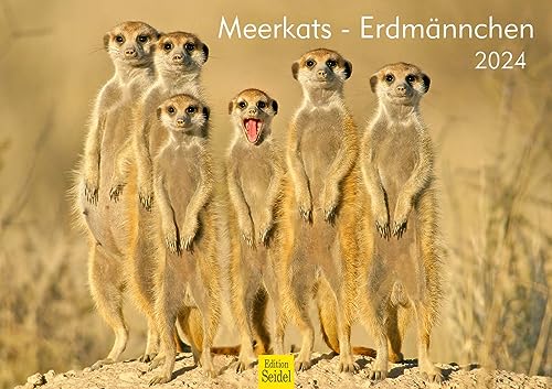 Edition Seidel Premium Kalender Erdmännchen 2024 Format DIN A3 Wandkalender Tierkalender Afrika Zoo Natur Rudel Tiere Säugetier Wildtier von Edition Seidel