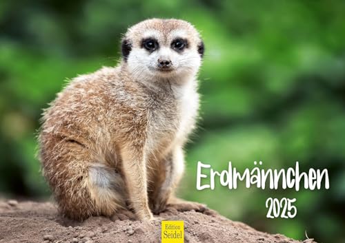 Edition Seidel Premium Kalender Erdmännchen 2025 Format DIN A3 Wandkalender Tierkalender Afrika Zoo Natur Rudel Säugetier Wildtier von Edition Seidel