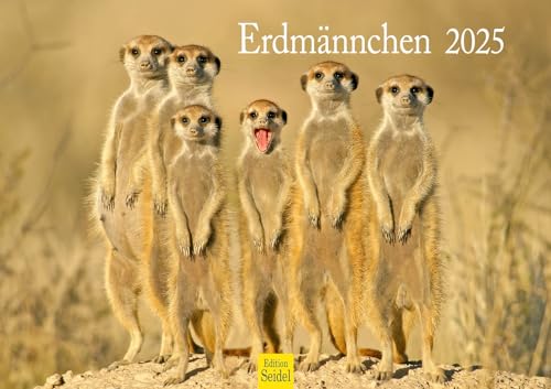 Edition Seidel Premium Kalender Erdmännchen 2025 Format DIN A3 Wandkalender Tierkalender Afrika Zoo Natur Rudel Säugetier Wildtier von Edition Seidel