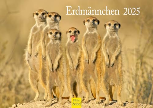 Edition Seidel Premium Kalender Erdmännchen 2025 Format DIN A4 Wandkalender Tierkalender Afrika Zoo Natur Rudel Säugetier Wildtier von Edition Seidel