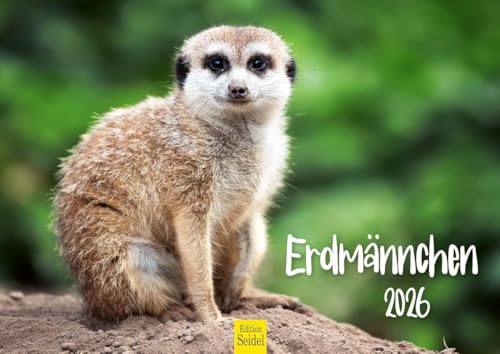 Edition Seidel Premium Kalender Erdmännchen 2026 Format DIN A4 Wandkalender Tierkalender Afrika Zoo Natur Rudel Säugetier Wildtier Tier von Edition Seidel