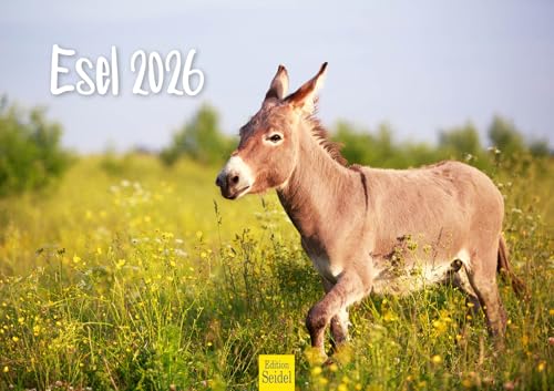 Edition Seidel Premium Kalender Esel 2026 Format DIN A3 Wandkalender Eselkalender Hausesel Stute Hengst Fohlen Säugetier Natur Landschaft von Edition Seidel