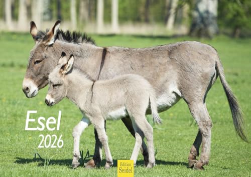 Edition Seidel Premium Kalender Esel 2026 Format DIN A4 Wandkalender Eselkalender Hausesel Stute Hengst Fohlen Säugetier Natur Landschaf von Edition Seidel