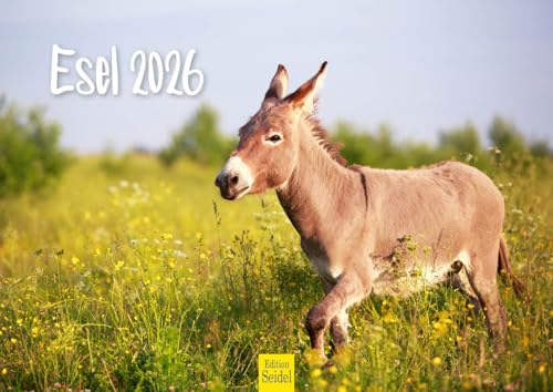 Edition Seidel Premium Kalender Esel 2026 Format DIN A4 Wandkalender Eselkalender Hausesel Stute Hengst Fohlen Säugetier Natur Landschaft Edition Seidel Premium Kalender Esel 2026 Format DIN A4 Wandkalender Eselkalender Hausesel Stute Hengst Fohlen Säugetier Natur Landschaft von Edition Seidel