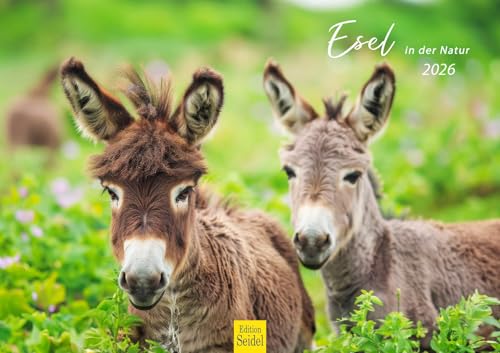 Edition Seidel Premium Kalender Esel in der Natur 2026 Format DIN A3 Wandkalender Eselkalender Landschaft Hausesel Stute Hengst Fohlen Edition Seidel Premium Kalender Esel in der Natur 2026 Format DIN A3 Wandkalender Eselkalender Landschaft Hausesel Stute Hengst Fohlen von Edition Seidel