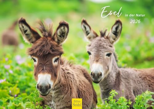Edition Seidel Premium Kalender Esel in der Natur 2026 Format DIN A4 Wandkalender Eselkalender Landschaft Hausesel Stute Hengst Fohlen von Edition Seidel