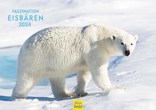 Edition Seidel Premium Kalender Faszination Eisbären 2024 Format DIN A3 Wandkalender Tierkalender Nordpol Grönland Eis Bär Polarbär Raubtier von Edition Seidel