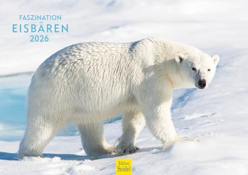Edition Seidel Premium Kalender Faszination Eisbären 2026 Format DIN A3 Wandkalender Tierkalender Nordpol Grönland Eis Bär Polarbär Raubtier Edition Seidel Premium Kalender Faszination Eisbären 2026 Format DIN A3 Wandkalender Tierkalender Nordpol Grönland Eis Bär Polarbär Raubtier von Edition Seidel