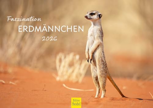 Edition Seidel Premium Kalender Faszination Erdmännchen 2026 Format DIN A4 Wandkalender Tierkalender Afrika Natur Rudel Säugetier Wildtier von Edition Seidel