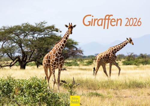 Edition Seidel Premium Kalender Faszination Giraffen 2026 Format DIN A4 Wandkalender Tierkalender Afrika Südafrika Kenia Serengeti Steppe Savanne Giraffe Bulle Kühe Wildtiere Edition Seidel Premium Kalender Faszination Giraffen 2026 Format DIN A4 Wandkalender Tierkalender Afrika Südafrika Kenia Serengeti Steppe Savanne Giraffe Bulle Kühe Wildtiere von Edition Seidel