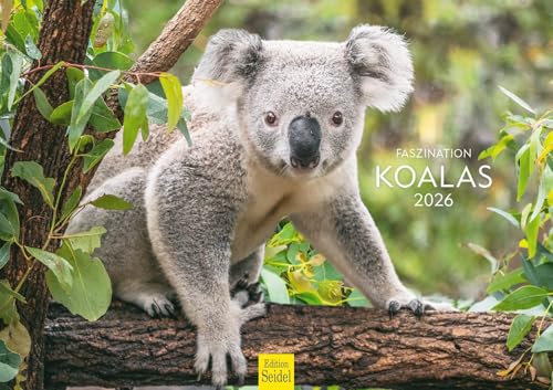 Edition Seidel Premium Kalender Faszination Koalas 2026 Format DIN A3 Wandkalender Tierkalender Australien Koala Eukalyptus Wald Säugetier Edition Seidel Premium Kalender Faszination Koalas 2026 Format DIN A3 Wandkalender Tierkalender Australien Koala Eukalyptus Wald Säugetier von Edition Seidel