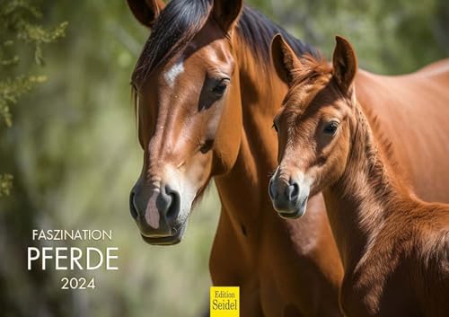 Edition Seidel Premium Kalender Faszination Pferde 2024 DIN A4 Wandkalender Pferdekalender Tiere Pferd Pony Stute Fohlen Natur Sonne Strand Weide Meer von Edition Seidel