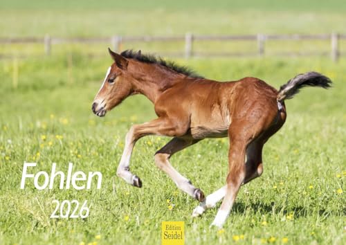 Edition Seidel Premium Kalender Fohlen 2026 Format DIN A4 Wandkalender Pferdekalender Tiere Fohlen Stute Hengst Pony von Edition Seidel