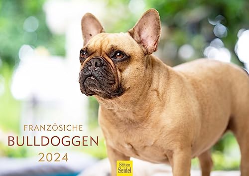 Edition Seidel Premium Kalender Französische Bulldoggen 2024 Format DIN A3 Wandkalender Hundekalender Frenchie Bulldogge Hund Welpe Hunderasse Haustier von Edition Seidel