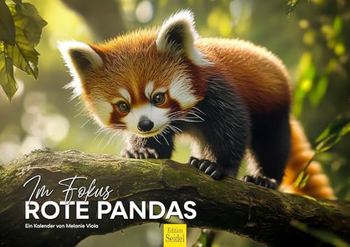 Edition Seidel Premium Kalender Im Fokus Rote Pandas 2026 Format DIN A3 Wandkalender Tierkalender Asien Natur Tiere Panda Jungtiere Wildtiere Melanie Viola von Edition Seidel