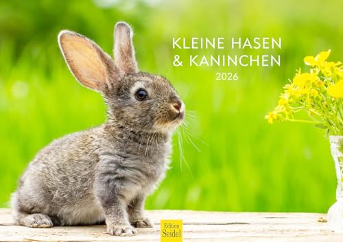 Edition Seidel Premium Kalender Kleine Hasen und Kaninchen 2026 Format DIN A3 Wandkalender Tierkalender Tierkinder Wildtiere Waldtiere Haustiere von Edition Seidel