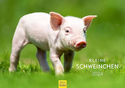 Edition Seidel Premium Kalender Kleine Schweinchen 2024 Format DIN A3 Wandkalender Tierkalender Schwein Ferkel Frischling Tierkinder Haustiere heimische Säugetiere von Edition Seidel