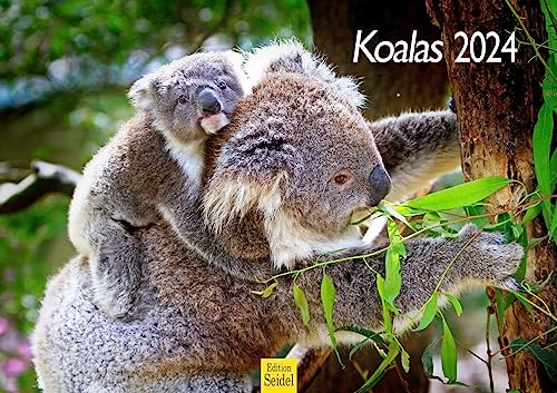 Edition Seidel Premium Kalender Koalas 2024 Format DIN A3 Wandkalender Tierkalender Australien Koala Eukalyptus Wald Säugetier von Edition Seidel