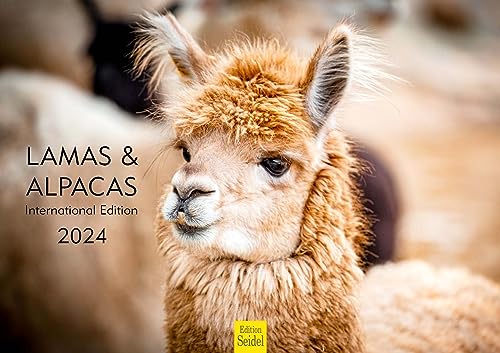 Edition Seidel Premium Kalender Lamas & Alpakas International 2024 Format DIN A3 Wandkalender Tierkalender Südamerika Peru Anden Lama Alpaka Pako Kamele Lasttiere von Edition Seidel