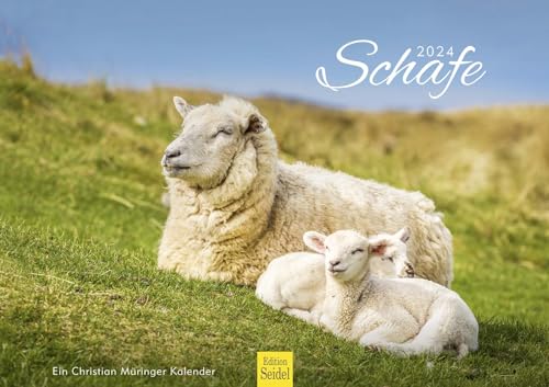 Edition Seidel Premium Kalender Schafe 2024 Format DIN A3 Wandkalender Tierkalender Schaf Lamm Bock Haustiere Christian Müringer von Edition Seidel
