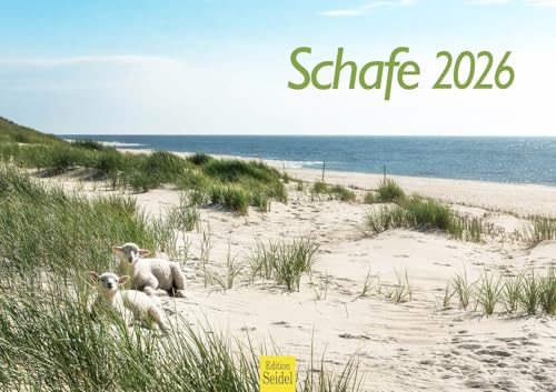 Edition Seidel Premium Kalender Schafe 2026 Format DIN A3 Wandkalender Tierkalender Schaf Lamm Bock Haustiere von Edition Seidel