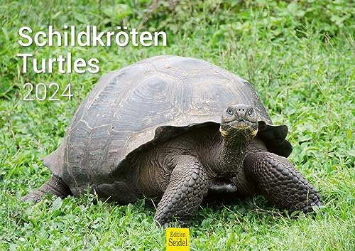 Edition Seidel Premium Kalender Schildkröten 2024 Format DIN A3 Wandkalender Tierkalender Schildkröte Reptilien Wildtiere von Edition Seidel