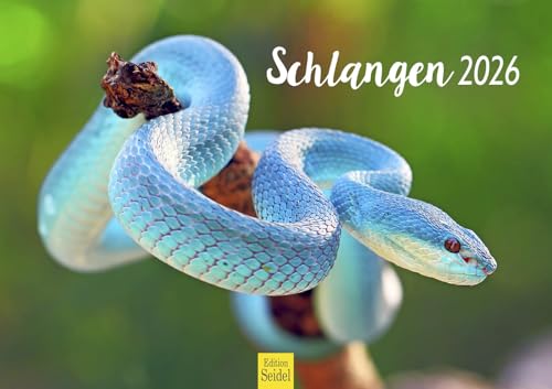 Edition Seidel Premium Kalender Schlangen 2026 Format DIN A3 Wandkalender Tierkalender Schlange Reptilien Schuppenkriechtier Edition Seidel Premium Kalender Schlangen 2026 Format DIN A3 Wandkalender Tierkalender Schlange Reptilien Schuppenkriechtier von Edition Seidel