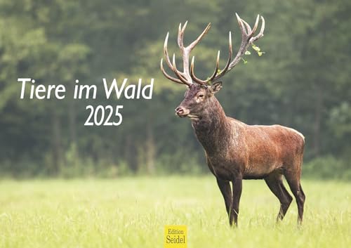 Edition Seidel Premium Kalender Tiere im Wald 2025 Format DIN A3 Wandkalender Weltweit Natur Fuchs Igel Hirsch Eichhörnchen Wildschwein Wildtier Waldtier von Edition Seidel