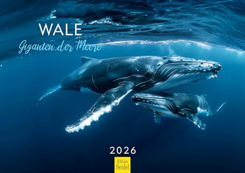 Edition Seidel Premium Kalender Wale Giganten der Meere 2026 Format DIN A3 Wandkalender Wal Buckelwal Belugawal Orca Meer Ozean Unterwasser Welt Christian Müringer Edition Seidel Premium Kalender Wale Giganten der Meere 2026 Format DIN A3 Wandkalender Wal Buckelwal Belugawal Orca Meer Ozean Unterwasser Welt Christian Müringer von Edition Seidel