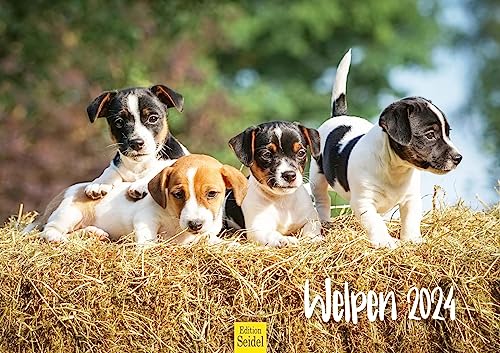 Edition Seidel Premium Kalender Welpen 2024 Format DIN A3 Wandkalender Hundekalender Weltweit Hund Welpe Hunderasse Haustier von Edition Seidel