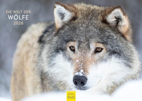 Edition Seidel Premium Kalender Wölfe 2026 Format DIN A4 Wandkalender Tierkalender Tiere Wildtiere Rudel Wolf Wald Natur von Edition Seidel