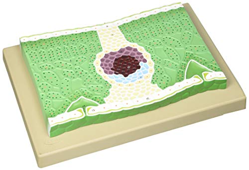 Edu-Lab BM20 Dicot Leaf V.S. Modell 25 cm Breite 33 cm Höhe von EDU-LAB