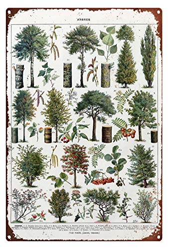 Eeypy Metall-Blechschild Metallschild Vintage Baum Kunst Druck Baum Wandkunst Botanische Baum Kunst Grün Home Decor Arten von Bäumen Baum Metallschild Einzeldruck Metallschilder Anime von Eeypy
