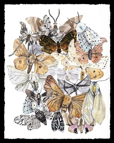 Eeypy Motten-Insekten-Entomologie-Wandkunstdrucke, Metallschild, Kunst-Blech-Poster, Wandschild von Eeypy