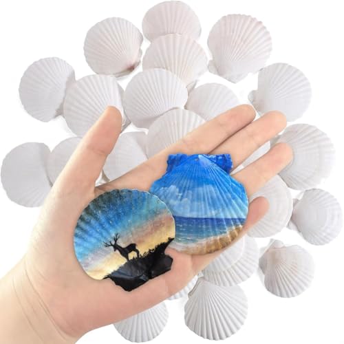 Eieenotee 30 Stcs Natural Jakobsmuschel 2-3 Weiße Muscheln für Handwerksdienmalereien und Ozean Sommerstrand Hochzeitsheim von Eieenotee