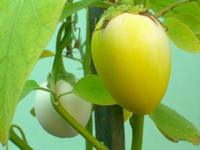 Seedeo Eierbaum (Solanum melonga) 20 Samen von Eierbaum (Solanum melonga) 20 Samen
