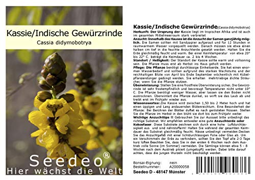Seedeo® Kassie/Indische Gewürzrinde (Senna didymobotrya) 20 Samen von Eierbaum (Solanum melonga) 20 Samen