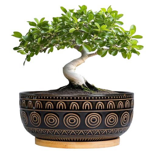 Eightpot Bonsai-Blumentöpfe aus Keramik, 20,3 cm, rund, für Sukkulenten und Zimmerpflanzen, niedriger Topf mit Drainageloch und Tablett, Boho-Bonsai-Schale von Eightpot