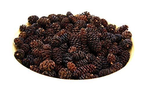 El Natural - Produkte aus der Natur 250 Stück - Erlenzapfen Alnus glutinosa Schwarzerle Aquarium Black Alder Cones Krebse von El Natural - Produkte aus der Natur