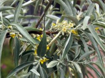 Schmalblättrige Ölweide, 40-60 cm, Elaeagnus angustifolia, Containerware von Elaeagnus angustifolia