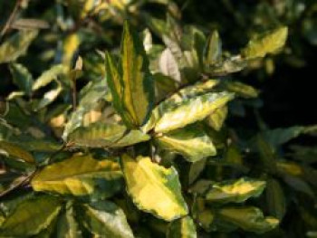 Buntlaubige Ölweide, 20-30 cm, Elaeagnus pungens 'Maculata', Containerware von Elaeagnus pungens 'Maculata'