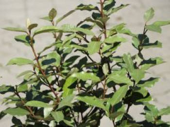 Wintergrüne Ölweide 'Compacta', 30-40 cm, Elaeagnus x ebbingei 'Compacta', Containerware von Elaeagnus x ebbingei 'Compacta'