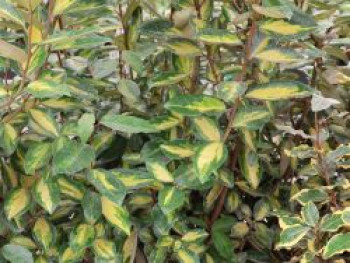 Wintergrüne Ölweide 'Limelight', 60-80 cm, Elaeagnus x ebbingei 'Limelight', Containerware von Elaeagnus x ebbingei 'Limelight'
