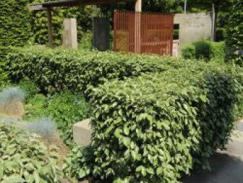 Wintergrüne Ölweide, 30-40 cm, Elaeagnus x ebbingei, Containerware von Elaeagnus x ebbingei