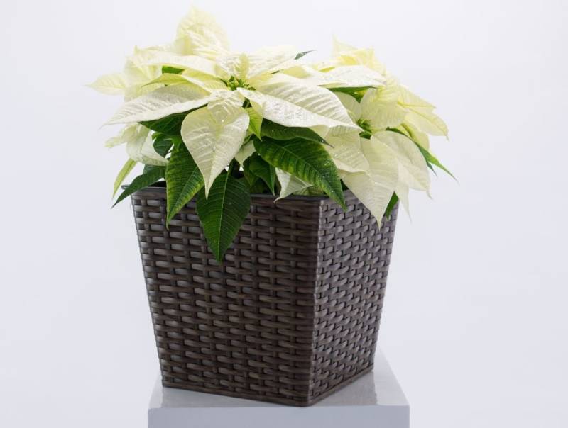 Elegant Einrichten Pflanzkübel quadratisch konisch Polyrattan 42x42x38cm Mocca (1 St) von Elegant Einrichten