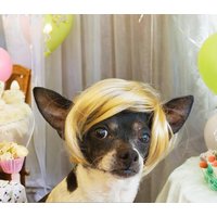 Haustier Perücke Blond Für Hund Oder Katze//Halloween Kostüm Hunde /Hundekostüm von Elegantpet1