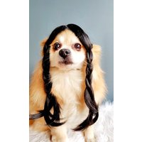 Mittwoch Perücke Für Hund/Addams Family Süßes Haustier Schwarz Oder Katze/Halloween Kostüm Hunde von Elegantpet1