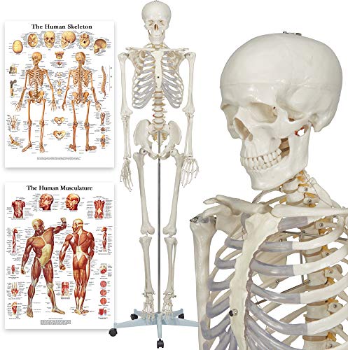 Elementary Anatomy Skelett - Buddy the Budget Skeleton - Menschliches Skelett Anatomisches Modell - Lebensgröße 175 cm– inkl. zwei Lehrtafeln - Schulungsmaterialien - Halloween von Elementary Anatomy