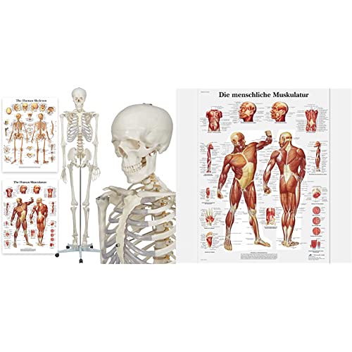 Elementary Anatomy Skelett - Buddy the Budget Skeleton - Lebensgröße 175 cm– inkl. zwei Lehrtafeln - Schulungsmaterialien - Halloween & 3B Scientific Lehrtafel laminiert - Die menschliche Muskulatur von Elementary Anatomy