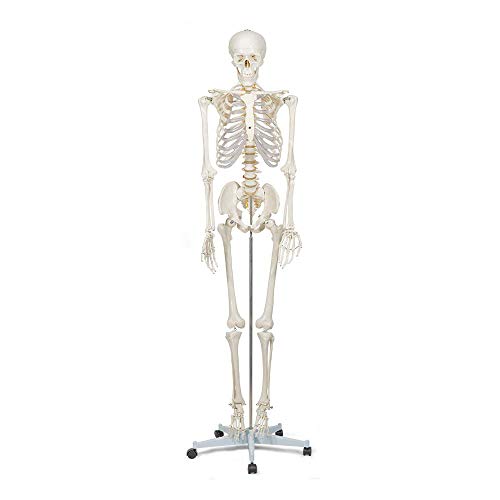 Elementary Anatomy Skelett - Buddy the Budget Skeleton - Menschliches Skelett Anatomisches Modell - Lebensgröße 175 cm– inkl. zwei Lehrtafeln - Schulungsmaterialien - Halloween von Elementary Anatomy